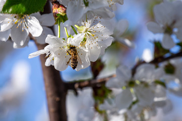 Cherry tree blossom and a hard working bee.