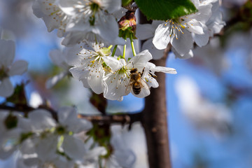 Cherry tree blossom and a hard working bee.