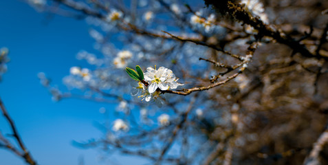 Fleur de Cerisier français 