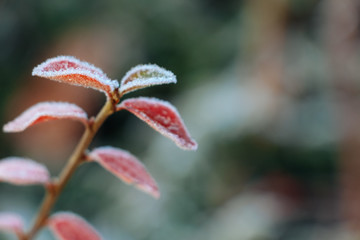 Eiskristalle/Reif auf herbstlich gefärbter Pflanze