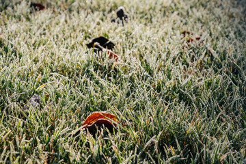 Reif auf Gras in der Wiese