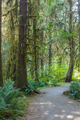 Hall of Mosses Trail in the Hoh Rain Forest iin Olypmic National Park in Washington State in the United States.