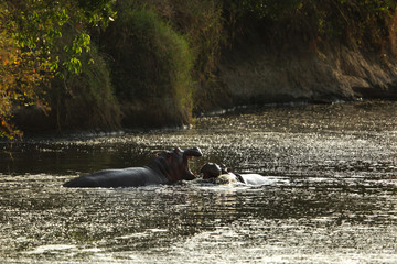 Hippopotamus fight, Masai Mara