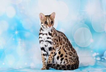 asian leopard cat in the blue background © danilobiancalana