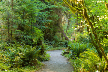 Obraz premium Hall of Mosses Trail in the Hoh Rain Forest iin Olypmic National Park in Washington State in the United States.