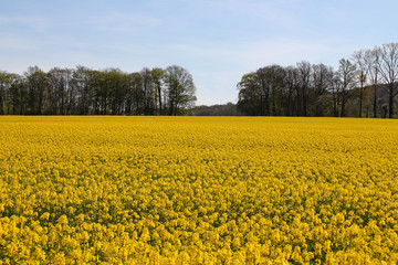 Obraz premium Ein Rapsfeld in Hagen
