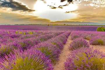 Fototapeta premium Lawenda na płaskowyżu Valensole