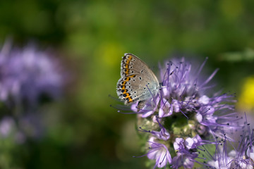 close up of small brown butterfly on purple flower plant in meadow. macro nature banner in summer in spring with copy space