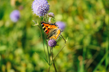 Schmetterling auf Pflanze in freier Natur