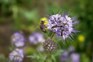 close up of bee bumblebee on violet flower plant in meadow. macro nature banner in summer in spring of honeybee with copy space. wildlife postcard