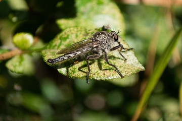 macro picture of a robber fly neoitamus on the sheet