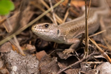 macro photography of a lizard in the wild