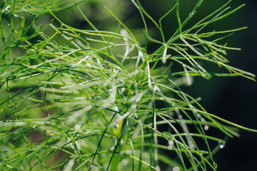 geschossener Spargel