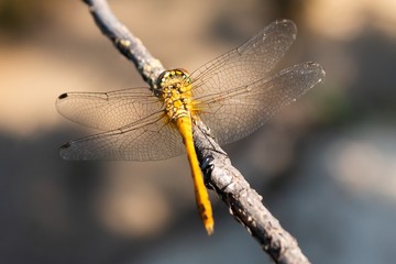 Macro photo of a yellow dragonfly sitting on a branch.