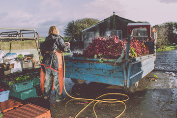 Female Farmer washing beetroot