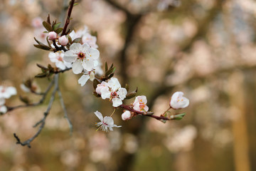Spring flowering in orchard on blurry background