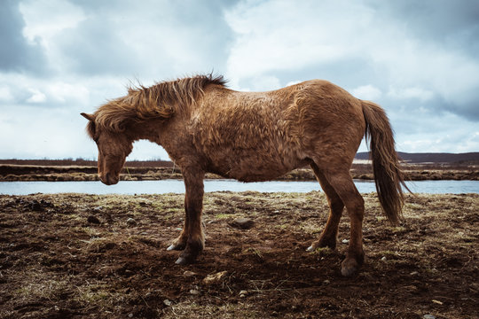 Icelandic horse en libertad en Islandia cercano a un rio.