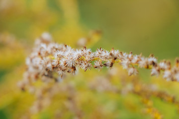 Samen einer Wildpflanze