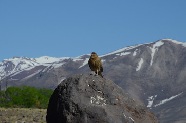 Aguilucho en Mendoza,  Argentina