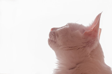 portrait of white cat on window sill looking through the window pink tone