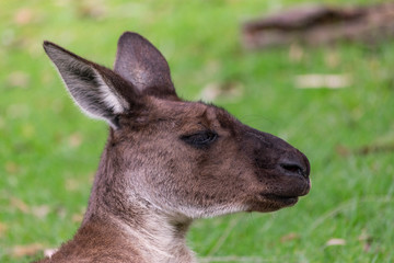 Portrait of grey kangaroo. Symbol of Australia during resting. 