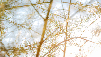 geschossener Spargel im Sonnenuntergang