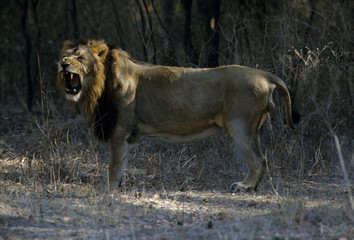 Asiatic Lion