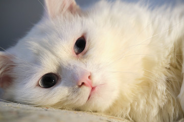 cat with yellow eyes close-up