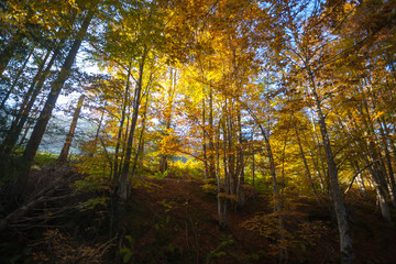 Trees in autumn season background. Autumn lansdscape