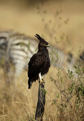 Long-crested eagle perched on a log and bokeh of stripes
