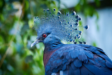 Victoria crowned pigeon head closeup  (Goura victoria)
