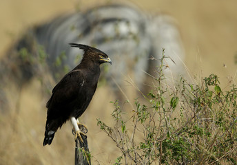 Long-crested eagle and bokeh of zebras, Masai Mara