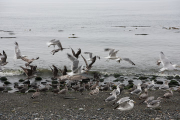 flock of seagulls