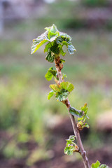 Flowering currant bushes on a blurry spring background