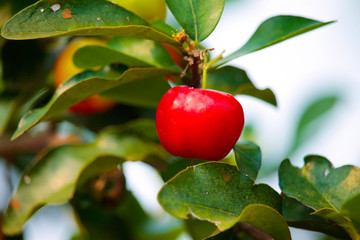  Fresh organic Acerola cherry on the tree.