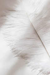  Beautiful white feather on a white background. Daylight. Minimalism. Monochrome. Background, texture. Place for text. Pastel colors © Alisa