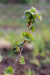 Flowering currant bushes on a blurry spring background