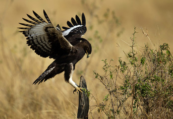 Long-crested eagle on a log, Masai Mara