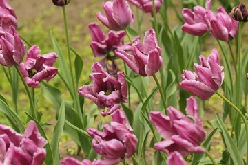 Obraz premium Fresh lilac tulips blooming in the garden.Beautiful rare varietal purple tulip flowers background.Amazing tulip field in spring park.Photographed at the festival.Selective focus.Banner.Flowers pattern