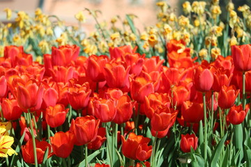 Fototapety na wymiar - Fototapeta24.pl