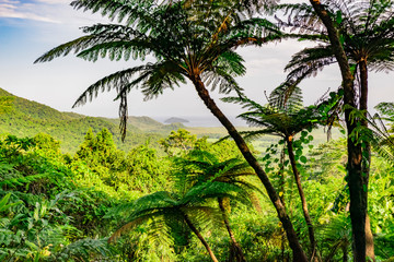 Wet Tropics landscape behind the palms. View shot in Daintree Rainforest, Cairns, Queensland, Australia. Postcard from jungle. 