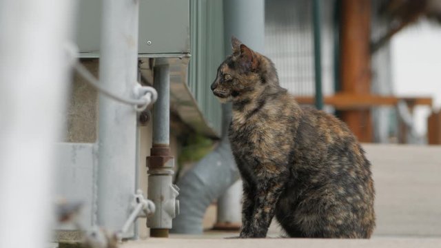 wild Laperm cat turn its head and stare at the camera. Brow and Black shorthair cat turns it head and looks away. Close up