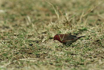 Red-billed firefinch, Masai Mara