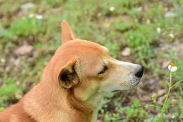 Close-up photos of cute brown dogs