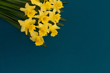 On the left is a large bouquet of yellow daffodils on an indigo background. Copy space. Can be used...