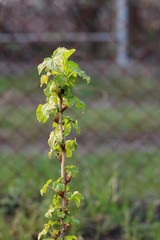 Flowering currant bushes on a blurry spring background