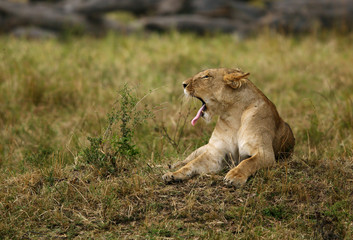 Fototapeta na wymiar Lioness, Masai Mara