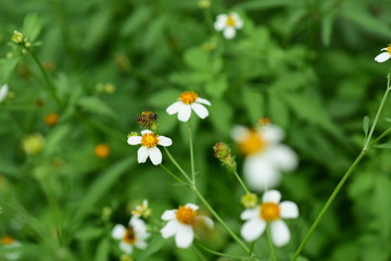 Flowers and small bees Beauty in nature