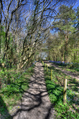 A small dirt footpath goes through a wood.