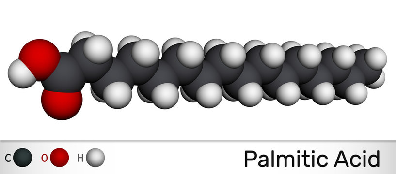 Palmitic acid or hexadecanoic, C16H32O2 molecule. It is saturated fatty acid. Molecular model